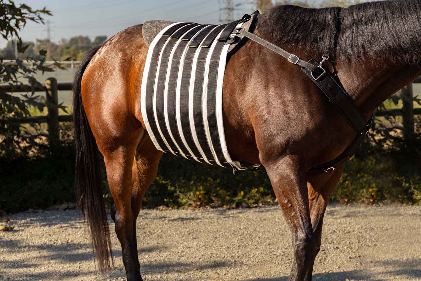 Adult Equine Hernia and Post-Surgical Pressure Belt